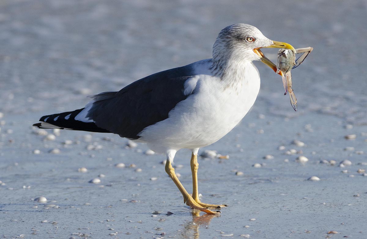 Kaplan Alan Crab for Dinner Nature   Ornithological   Class A 20260225